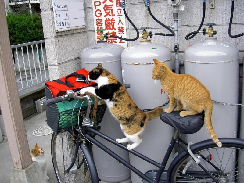 Cat cbh