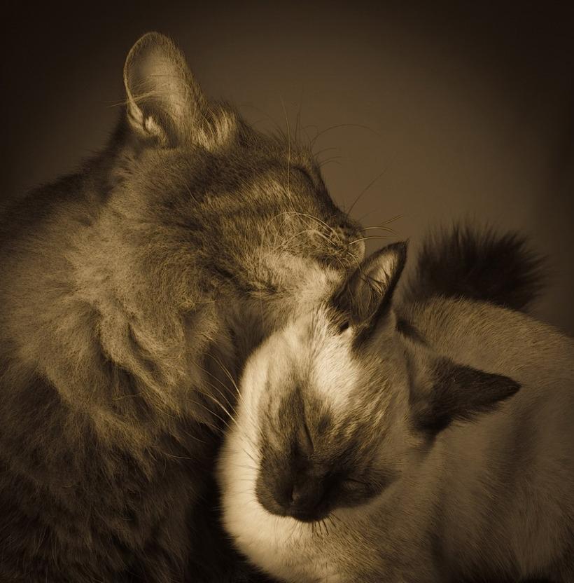Cat cbi