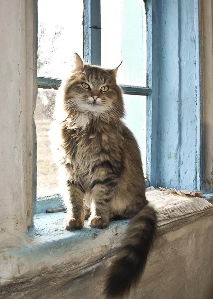 Cat cbj