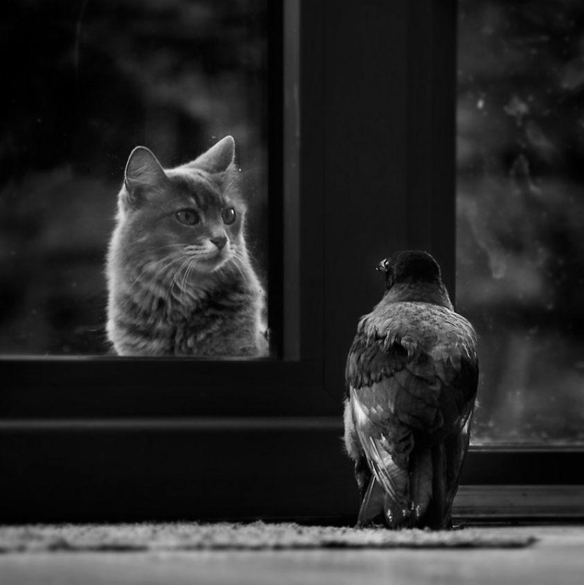 Cat cbt