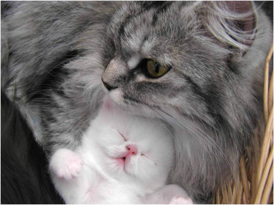 Cat cbv