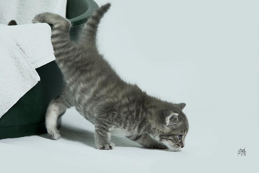 Cat cc3