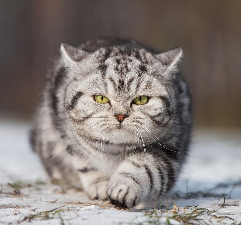 Cat cc4