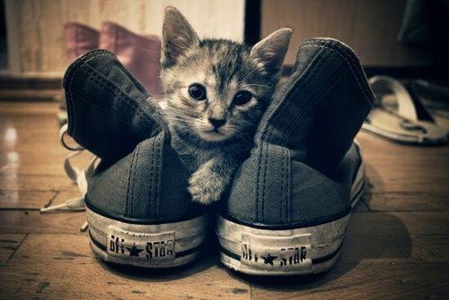 Cat cc8