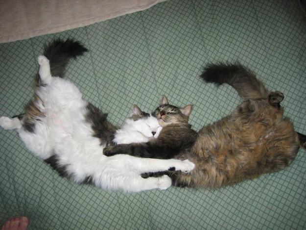 Cat cc9