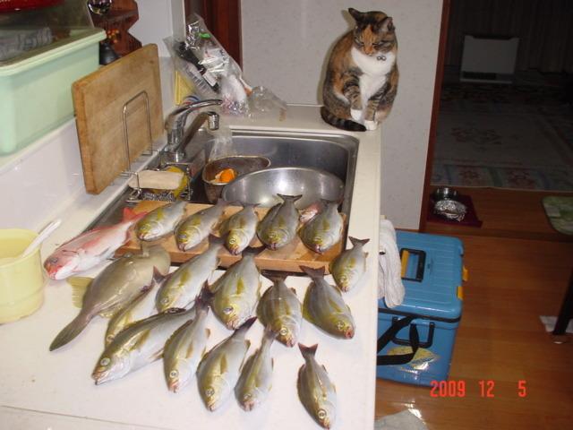 Cat ccb