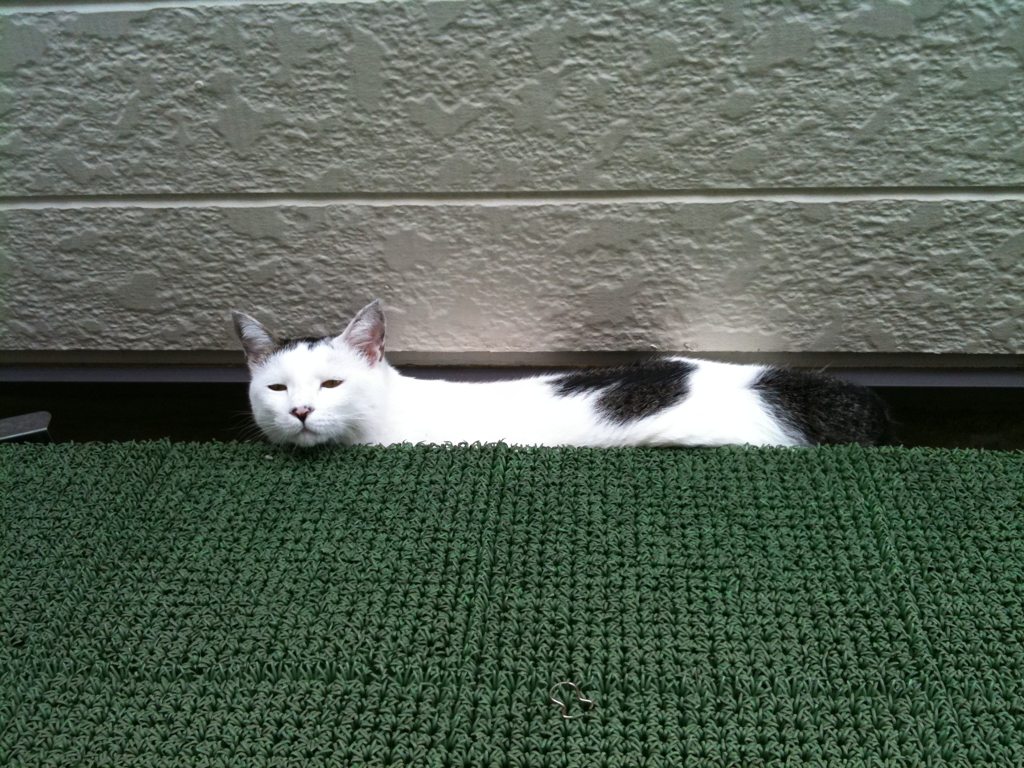Cat ccc