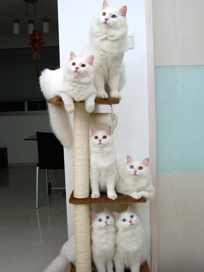 Cat cce