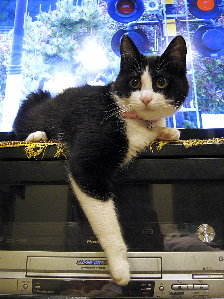 Cat ccf