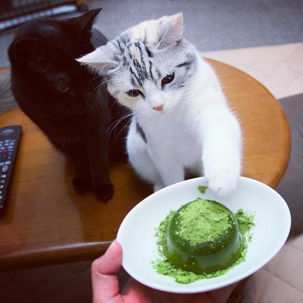 Cat ccg