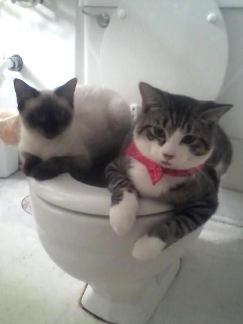 Cat ccn