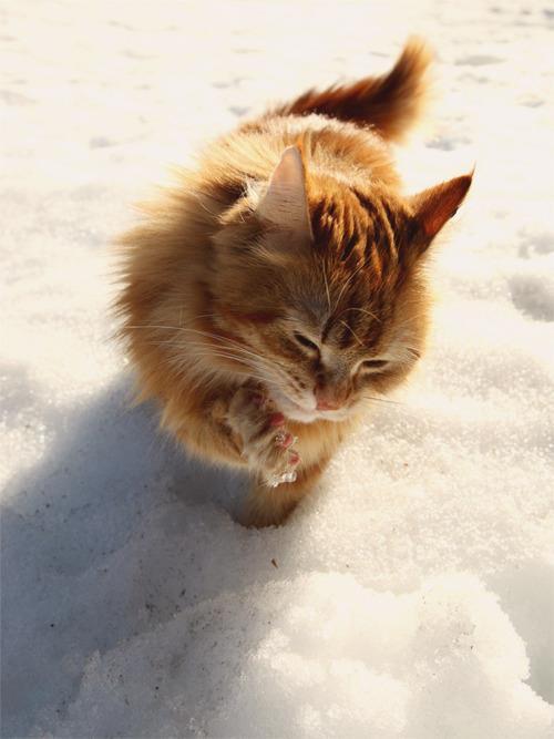 Cat ccr