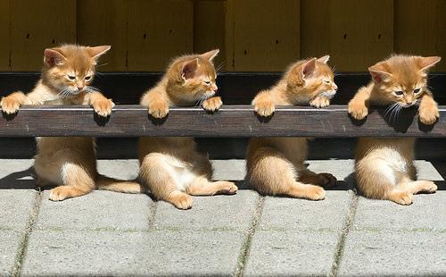 Cat cct
