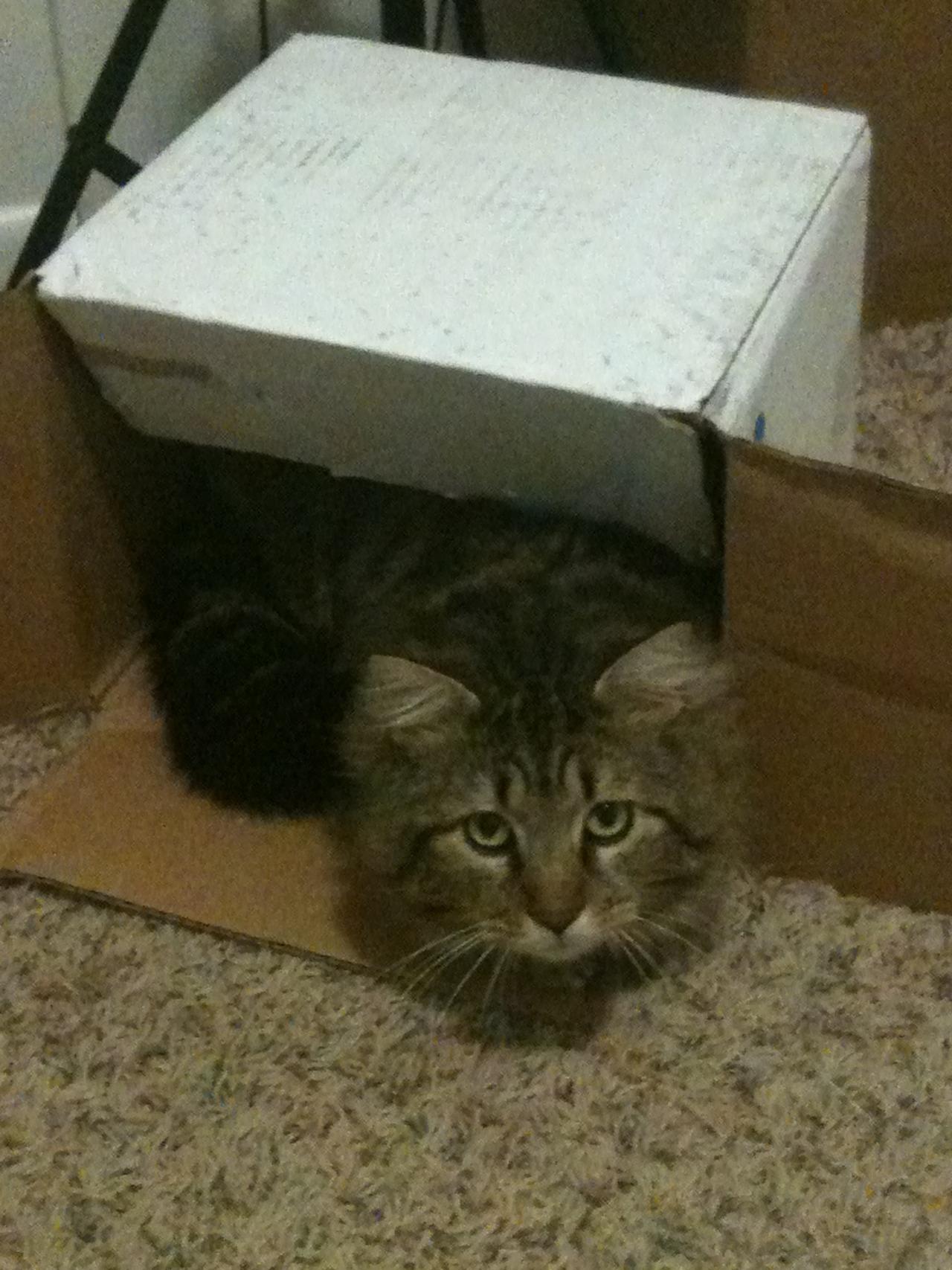 Cat cd