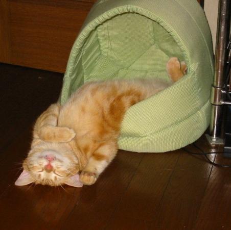 Cat cd0