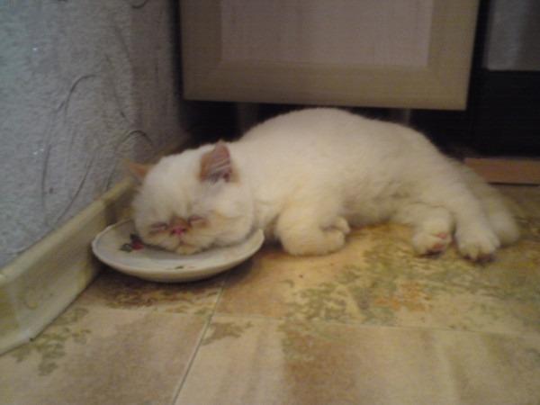 Cat cd6