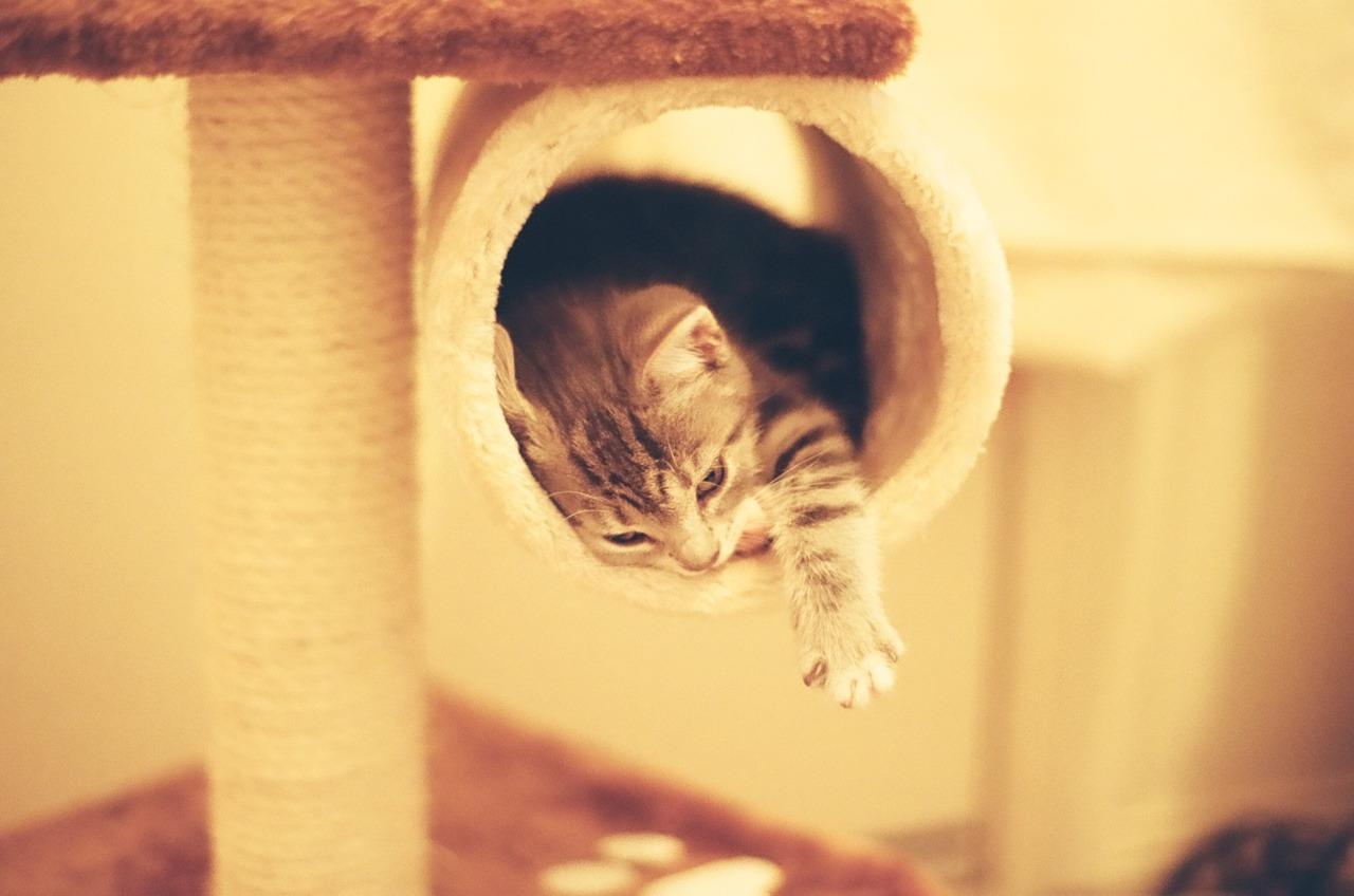 Cat cd8