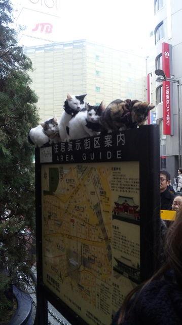Cat cdf