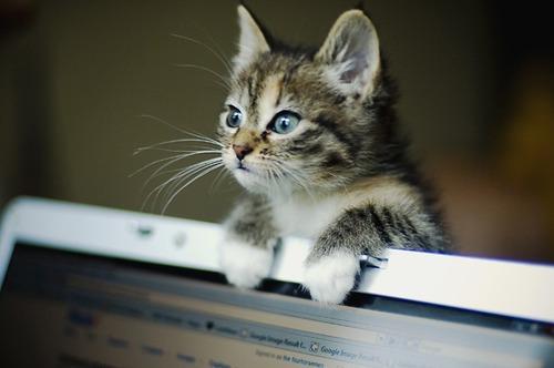 Cat cdi