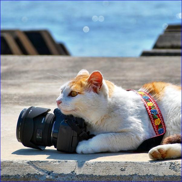 Cat cdl