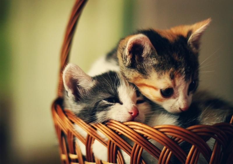 Cat cdn