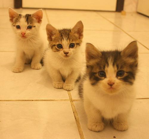 Cat cdo