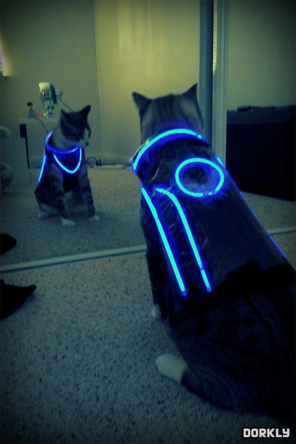 Cat cdp