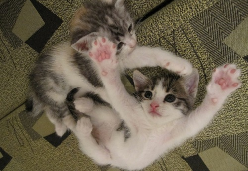 Cat cdq