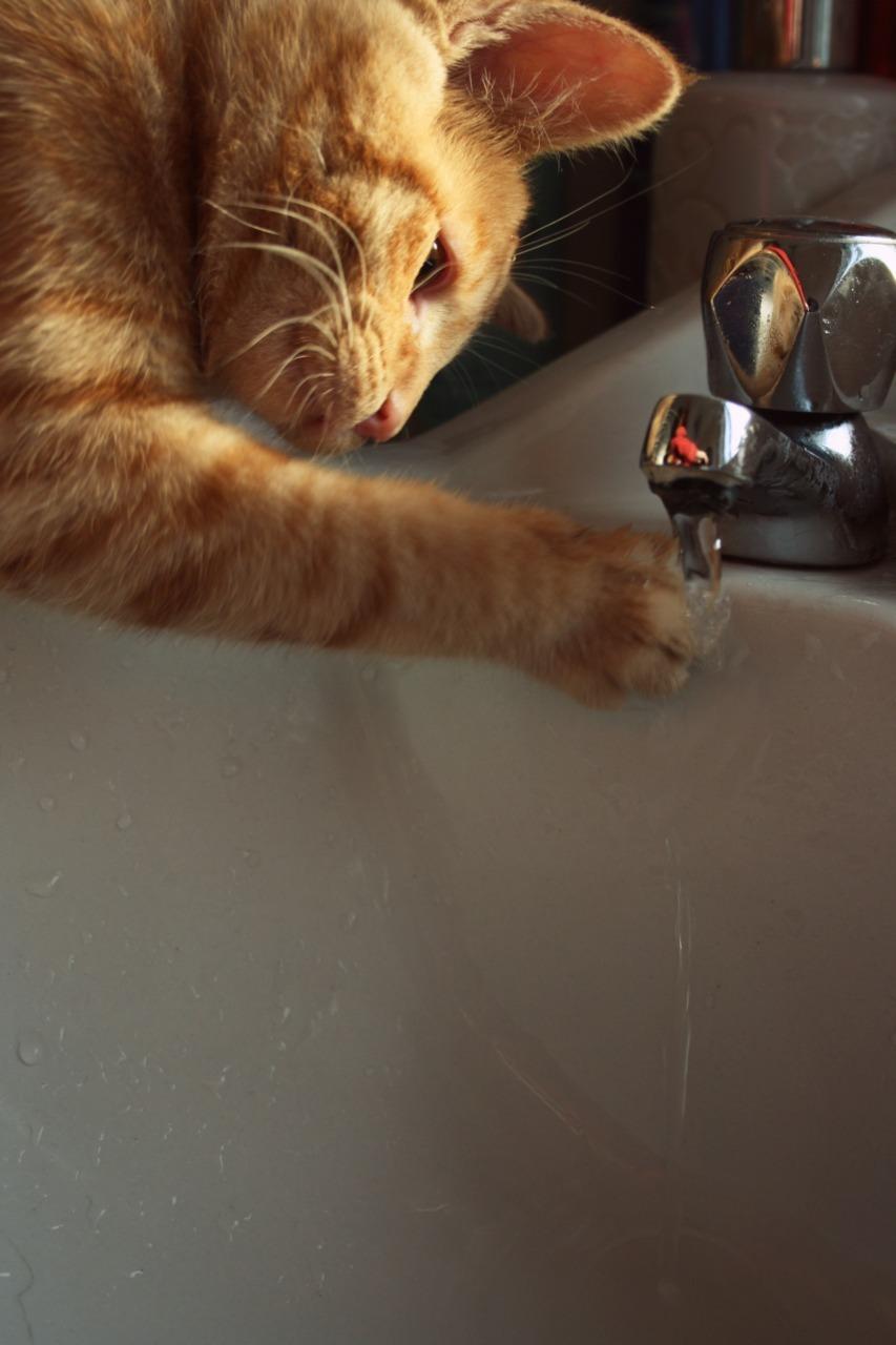 Cat cdt