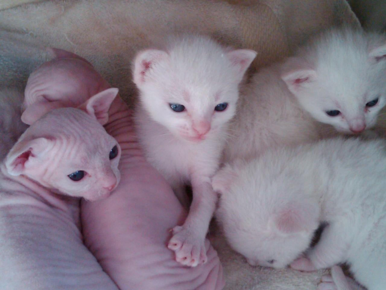 Cat ce7