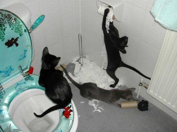 Cat cea