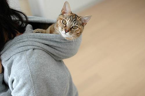 Cat cee