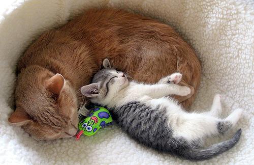 Cat cef