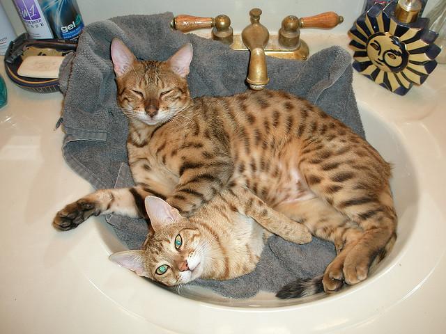Cat ceg