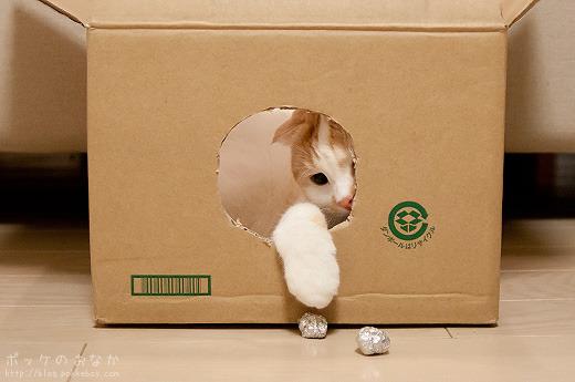 Cat ceh