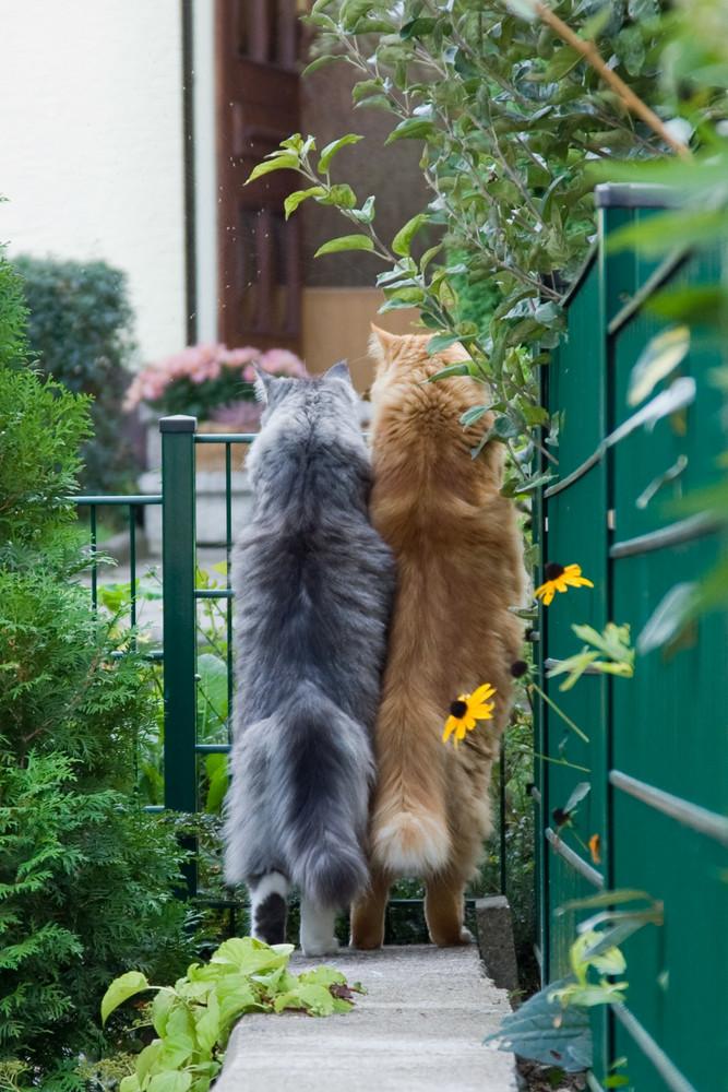 Cat ces