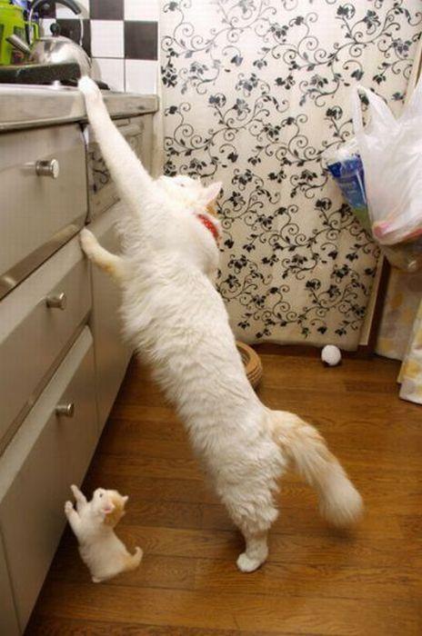 Cat cf0