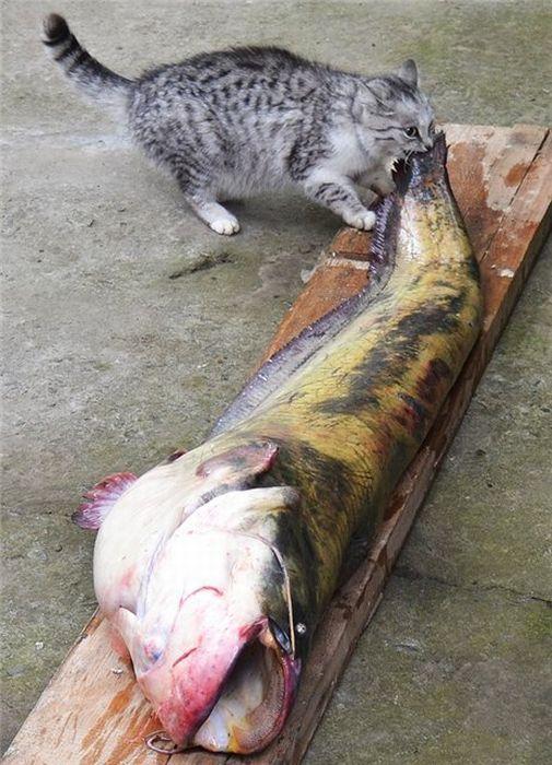 Cat cf1