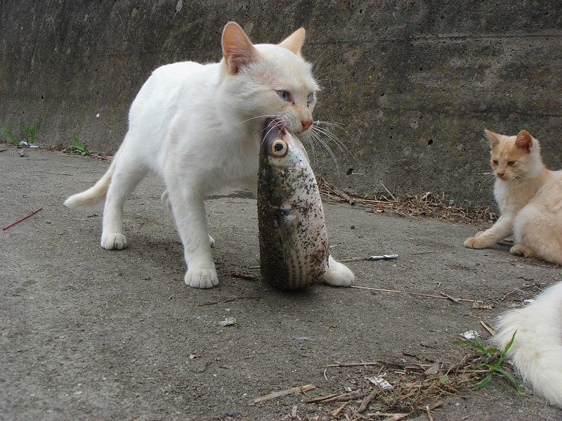 Cat cf2