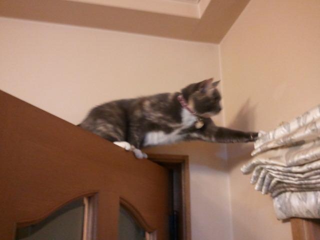 Cat cf5