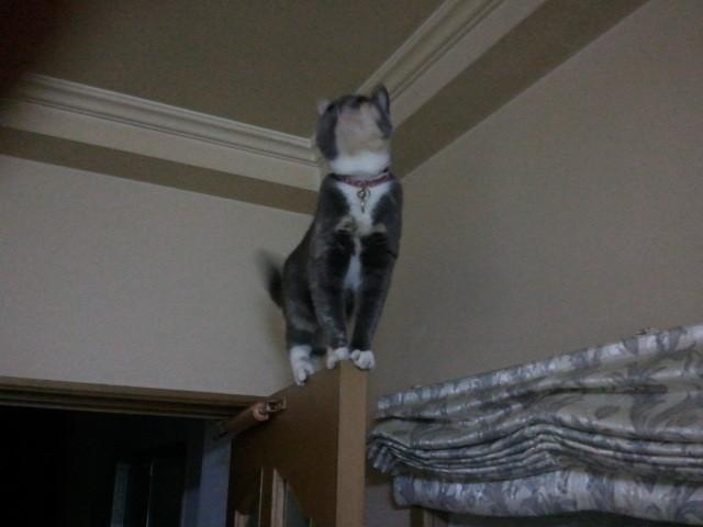 Cat cf9