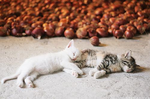 Cat cfa
