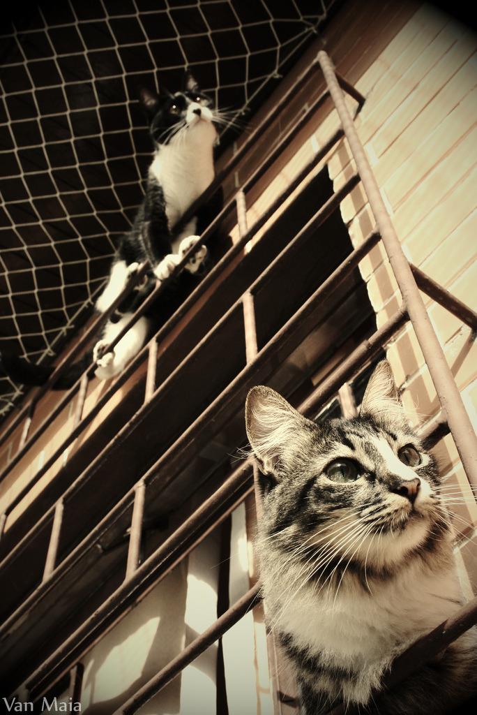 Cat cfd