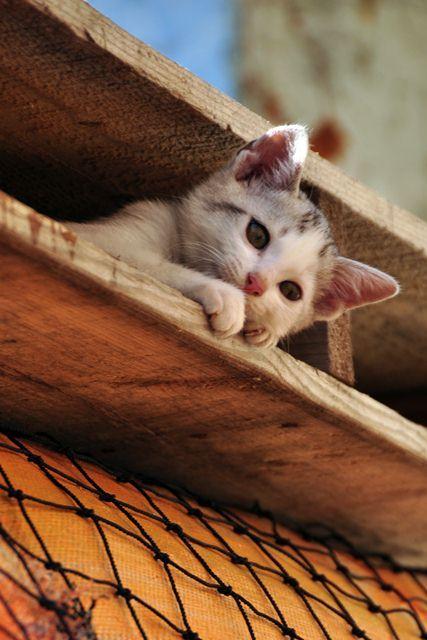 Cat cff