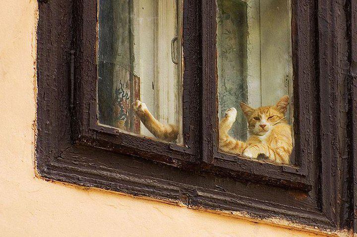 Cat cfg