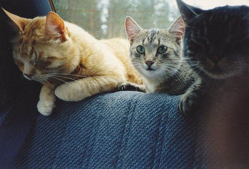 Cat cfh