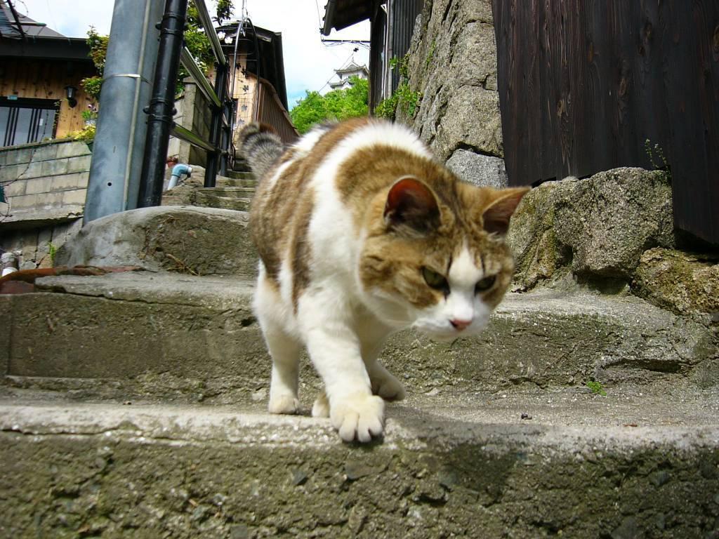 Cat cfm