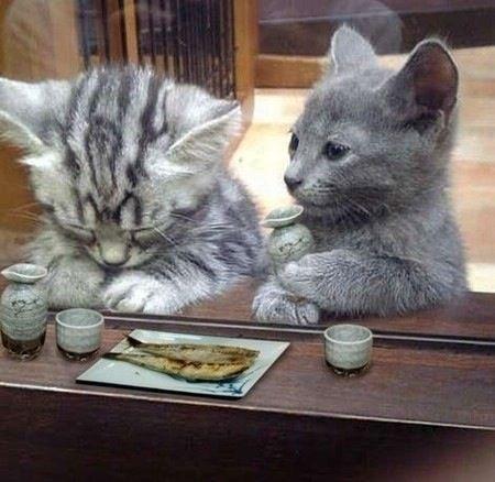 Cat cfq