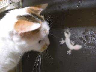 Cat cfr