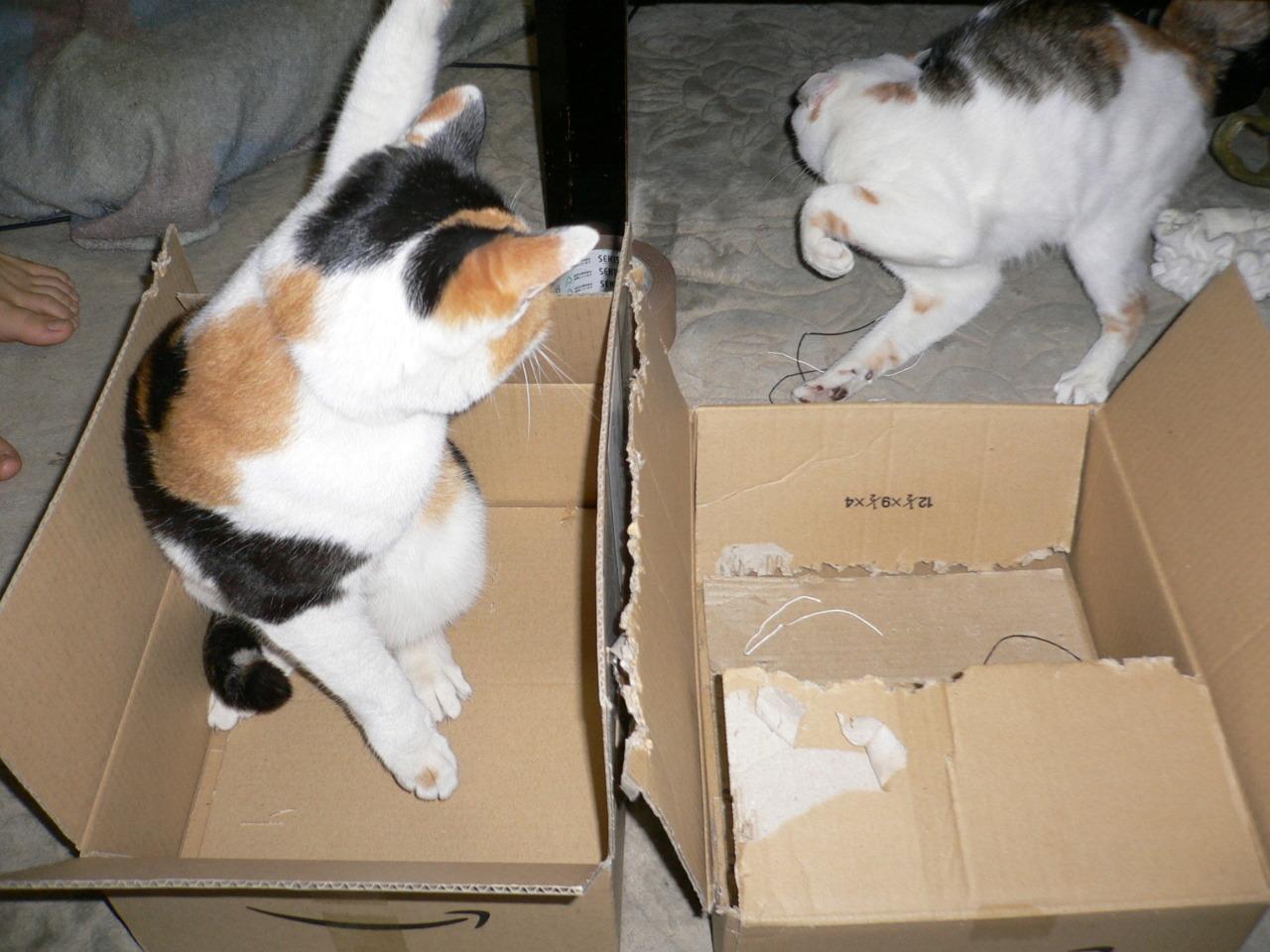 Cat cft